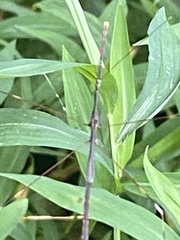 Emesaya brevipennis