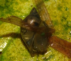 Amphipepleinae