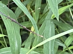 Emesaya brevipennis