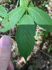 Rubus pensilvanicus