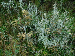 Gnaphalieae
