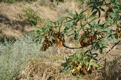 Fraxinus angustifolia oxycarpa