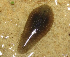 Glossiphoniidae