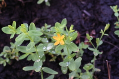 Hypericum mutilum