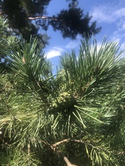 Pinus flexilis