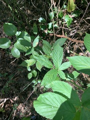 Rubus pensilvanicus