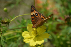 Junonia