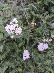 Achillea millefolium
