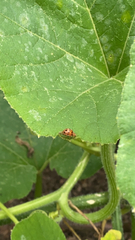 Epilachna varivestis