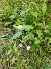 Galinsoga quadriradiata