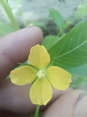 Ludwigia alternifolia
