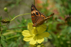 Junonia