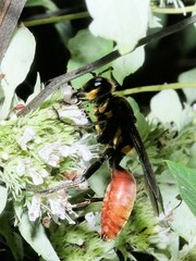 Sphex habenus