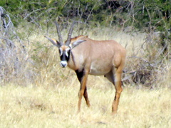 Hippotragus equinus equinus
