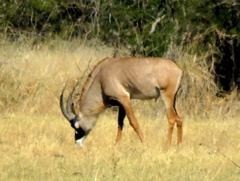 Hippotragus equinus equinus