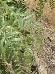 Ochlodes sylvanoides