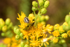 Bagrada hilaris