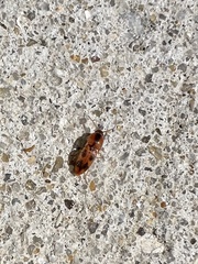 Aeolus mellillus