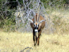 Hippotragus equinus equinus