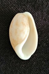 Bulla occidentalis