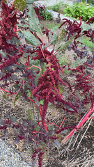 Amaranthus cruentus