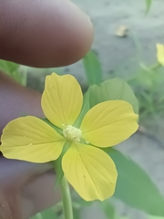 Ludwigia alternifolia