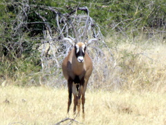 Hippotragus equinus equinus
