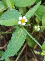 Galinsoga quadriradiata