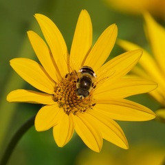 Eristalis stipator