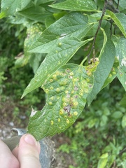 Pachypsylla