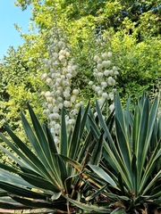 Yucca