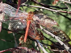 Sympetrum rubicundulum