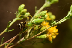 Peucetia viridans