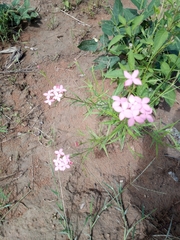 Kohautia grandiflora image