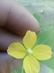 Ludwigia alternifolia