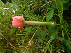 Passiflora mixta