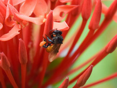 Trigona fulviventris