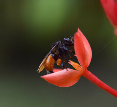 Trigona fulviventris