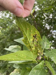 Pachypsylla