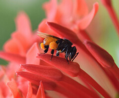 Trigona fulviventris