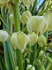 Yucca