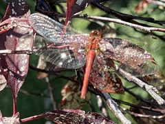 Sympetrum rubicundulum