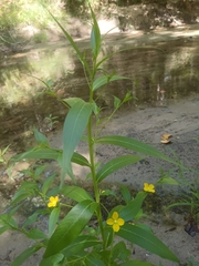 Ludwigia alternifolia