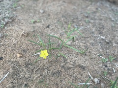 Talinum polygaloides