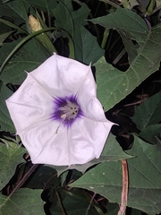 Datura discolor