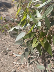 Eucalyptus camaldulensis