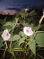Datura discolor