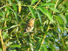 Acrocephalus schoenobaenus