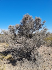 Cyclolepis genistoides