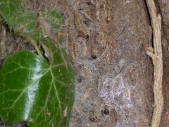 Thaumetopoea processionea